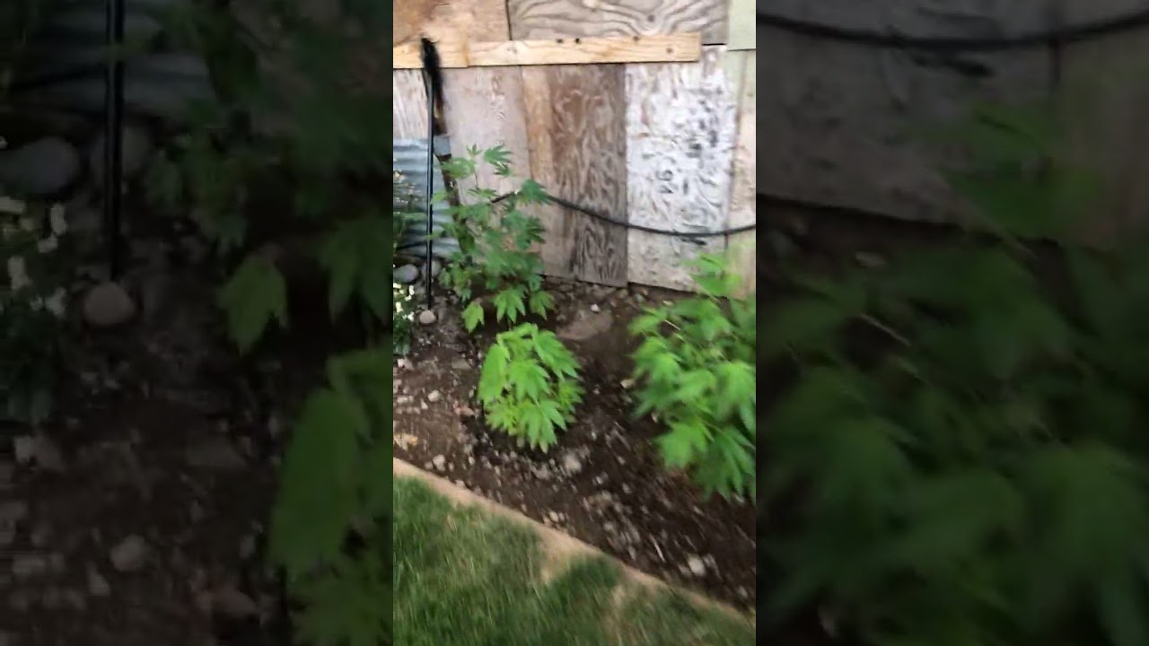 Outdoor grow 2024