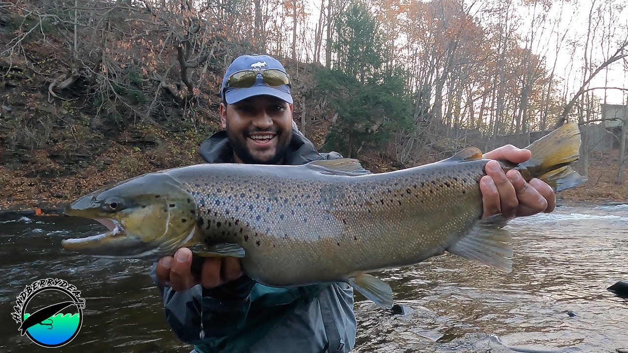 MASSIVE Trout are RUNNING - Salmon River 2020 - Pulaski, NY
