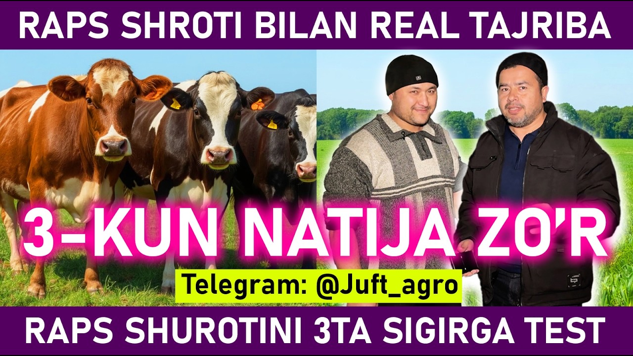 “RAPS CHAMPION SHROTINI SIGIRLARDA SINOVDAN O‘TKAZDIK – NATIJASI ZO‘R CHIQDI!”