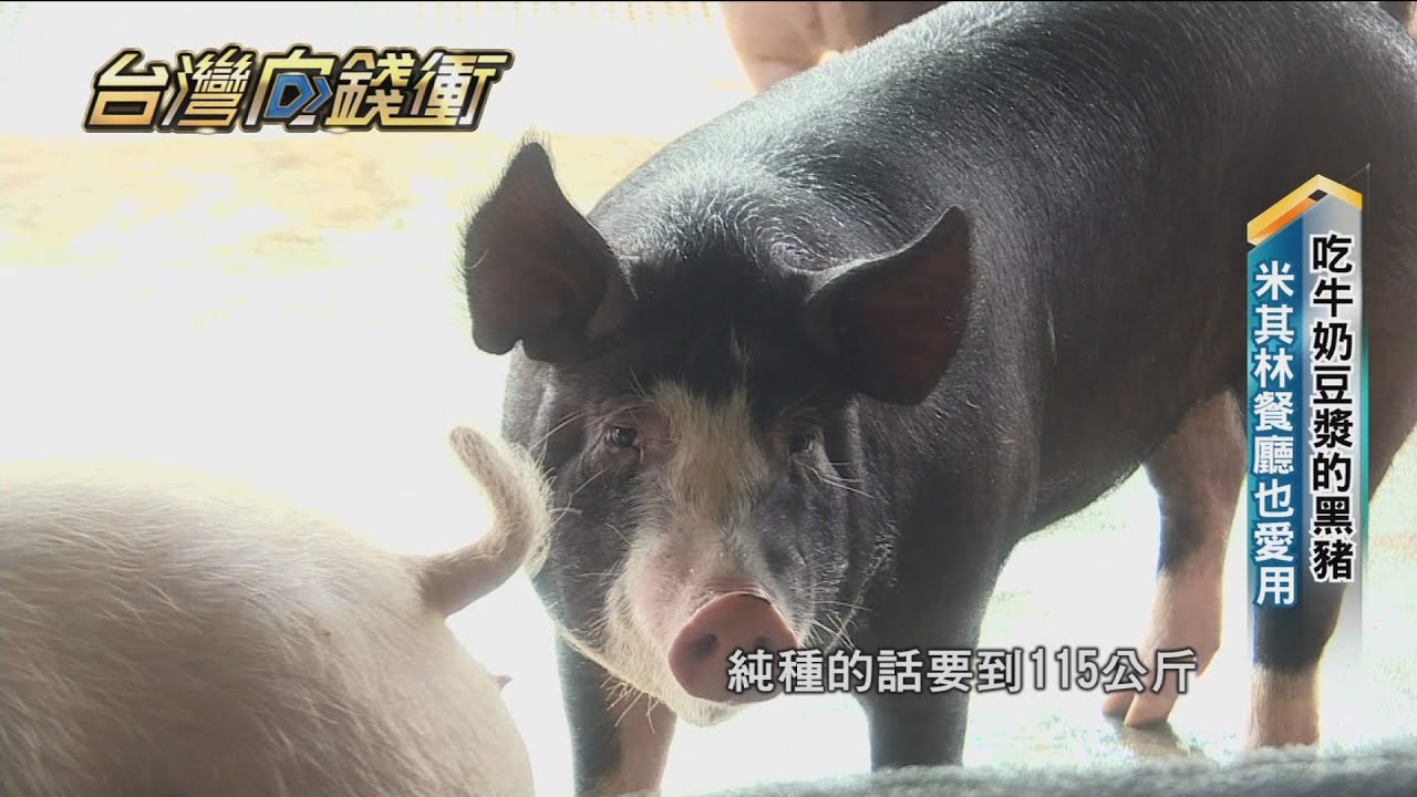 吃牛奶豆漿的黑豬 米其林餐廳也愛用20210828【台灣向錢衝】PART4