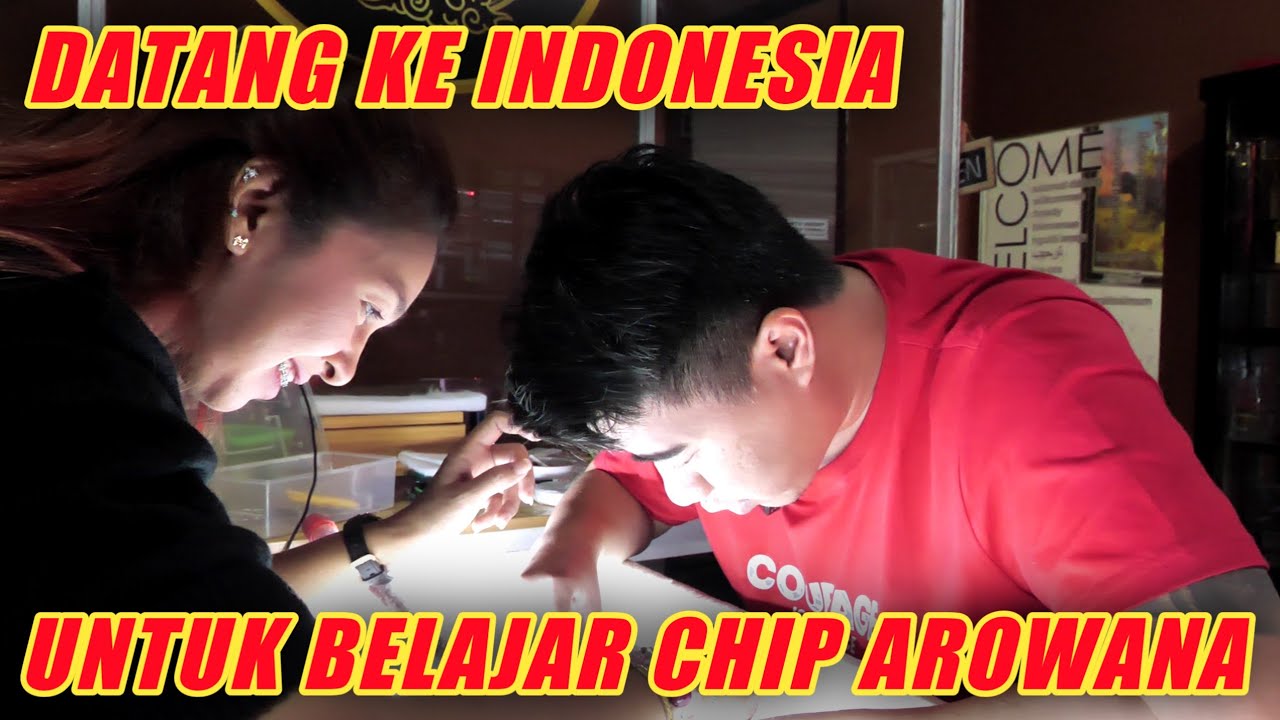 Jauh2 Dari Thailand Buat Ikut Chip Dan Operasi Arwana Di 88redgallery...