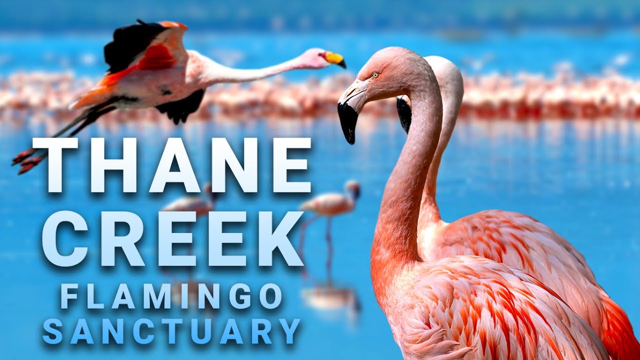 FLAMINGO Safari Airoli | Thane Creek Flamingo Sanctuary | Boat Safari | Things to do in Mumbai