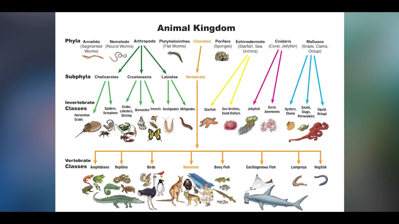 Animal Diversity 1