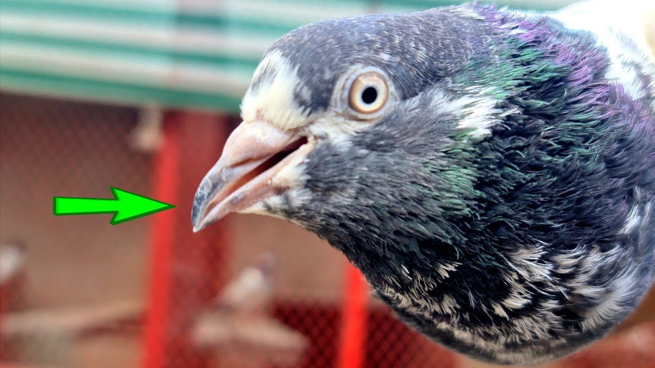 Pigeon Breathing Problem Solved | سانس اور کھانسی کا علاج