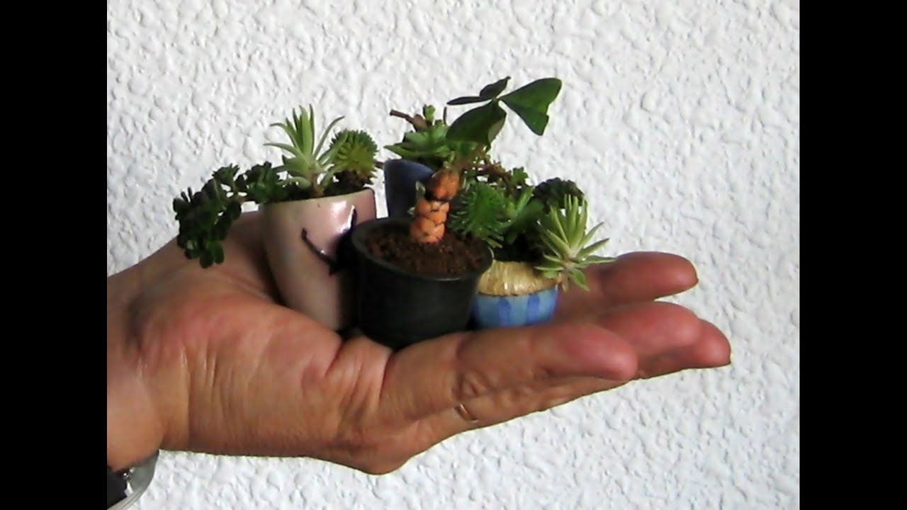 MIS KUSAMONO 2019  Planta de acento  Servidumbre para Bonsái