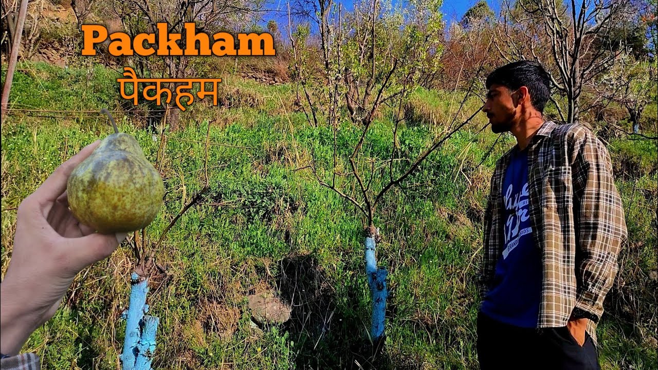 Growing the Perfect Packham Pears: Tips, Tricks, and Secrets Revealed! | पेखम नाशपाती