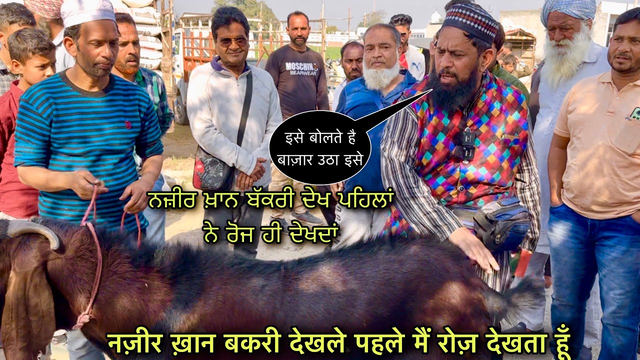 नज़ीर ख़ान बकरी देखले पहले मैं रोज़ देखता हूँ #live_sauda Mullanpur bakri bazar @Farming baba Punjab