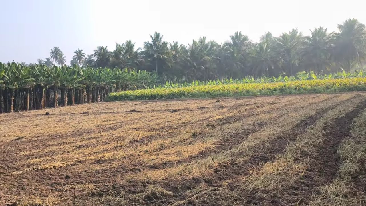 ஈரோடு (மா) பெருந்துறை (வ) காஞ்சிக்கோவில் அருகில் 1 ஏக்கர் தோட்டம் விற்பனை 9585376767 #agriculture 