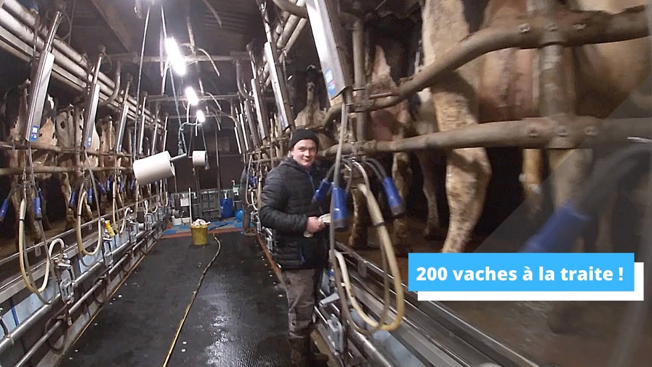 Traite de 200 vaches laitières en 2x14 épi à Saint-Servais !