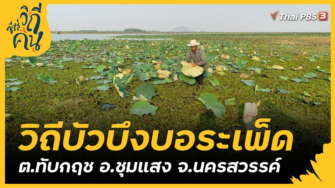 วิถีบัวบึงบอระเพ็ด ต.ทับกฤช อ.ชุมแสง จ.นครสวรรค์ : ซีรีส์วิถีคน [CC]