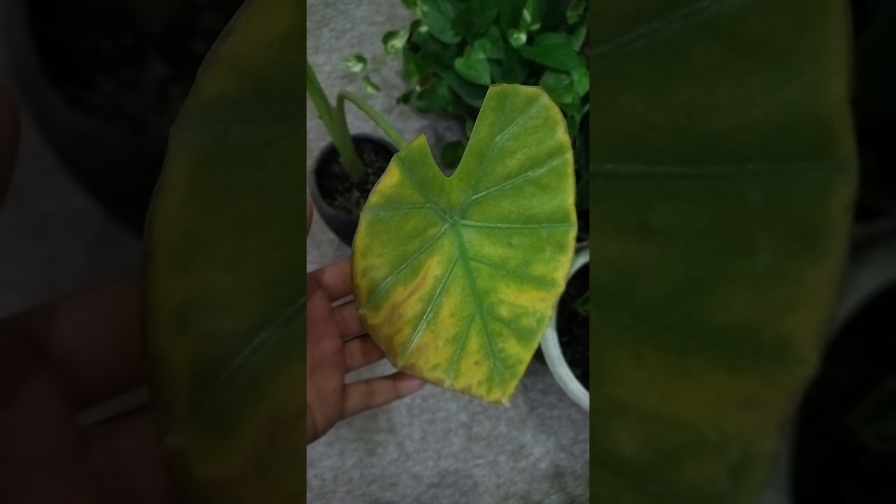 هۆکاری زەردبونی گەلای گوێ فیل چارەسەری؟ سبب تساقط اوراق جويفل مع علاج هذه الحالة؟