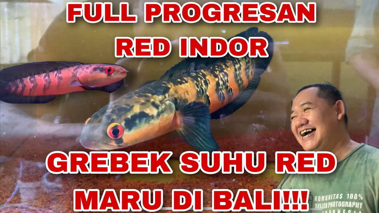 GREBEK SUHUNYA RED MARU DI BALI‼️RED MARUNYA GK ADA OBAT‼️🔥🔥🔥 @Bali Channa