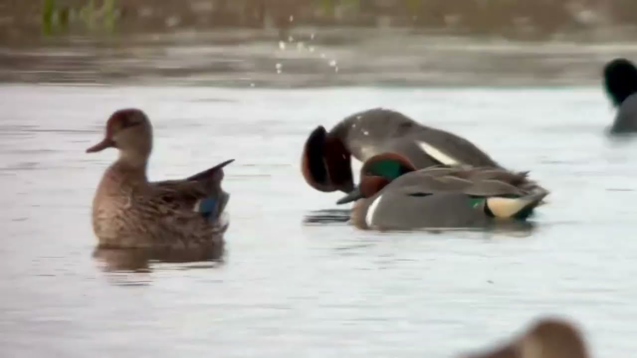 Sarcelle à ailes vertes, Green winged teal, Anas Carolinensis, Oye plage, mars 2024