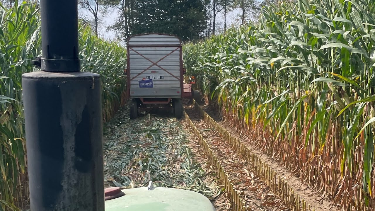 Chopping corn 2025