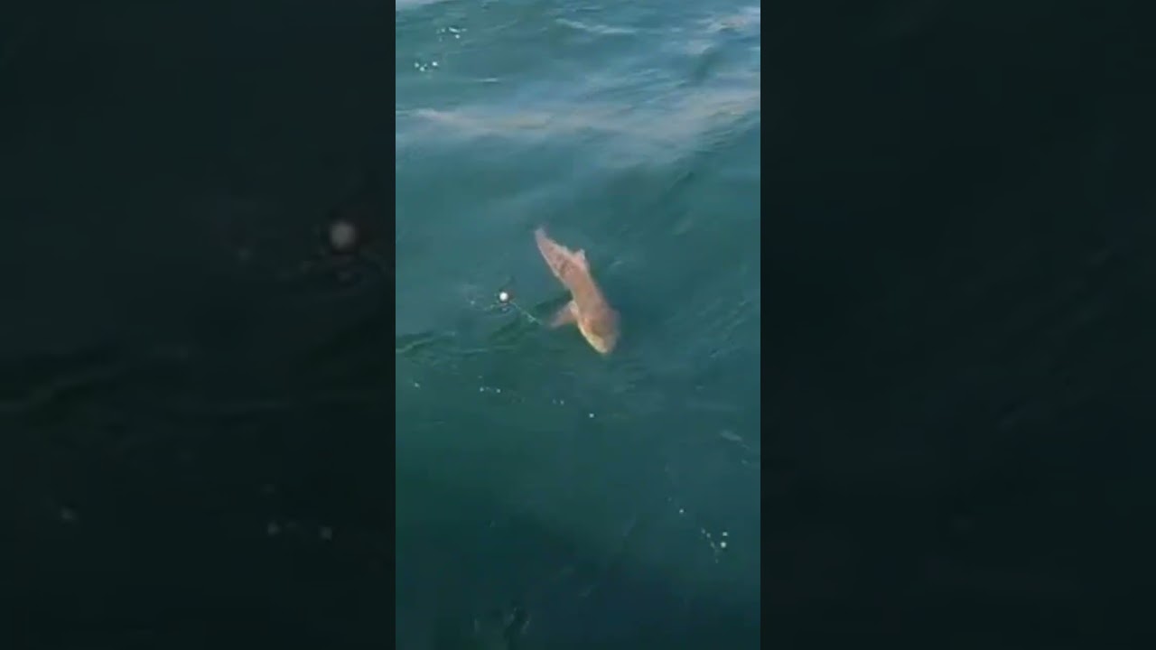 COBIA caught off a Massive Anchored Tanker Ship! 