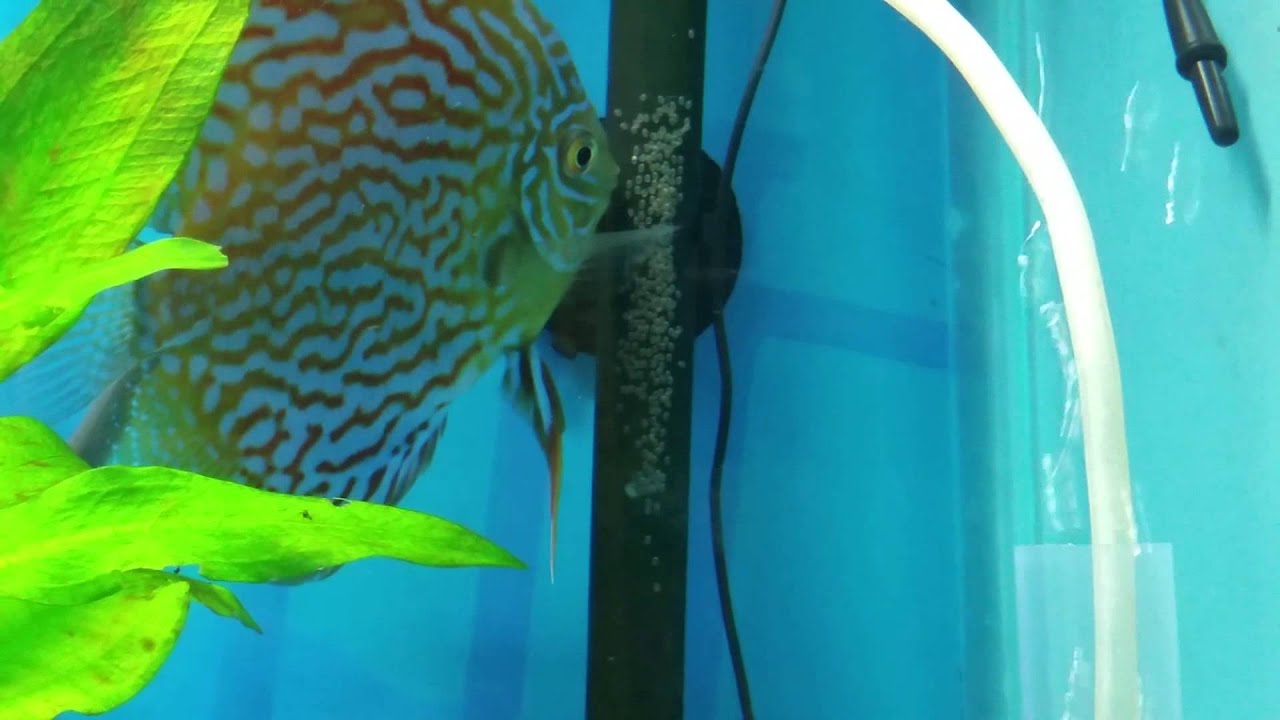discus laid eggs!