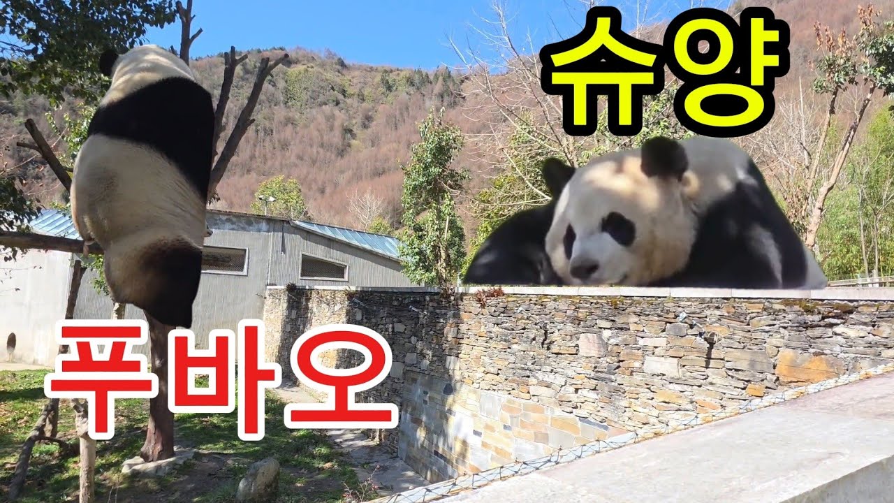 26.3.4 오전3 푸바오실시간 코앞에 푸랑 슈양투샷이 🤩까칠한 푸야와 한결같은 슈양 #푸바오 #푸바오실시간 #푸바오근황