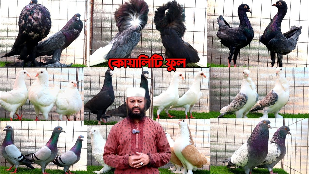 👉কোয়ালিটি ফুল ফেন্সি কবুতর কিনুন আবু বক্কর  ভাইয়ের কাছ থেকে 💥