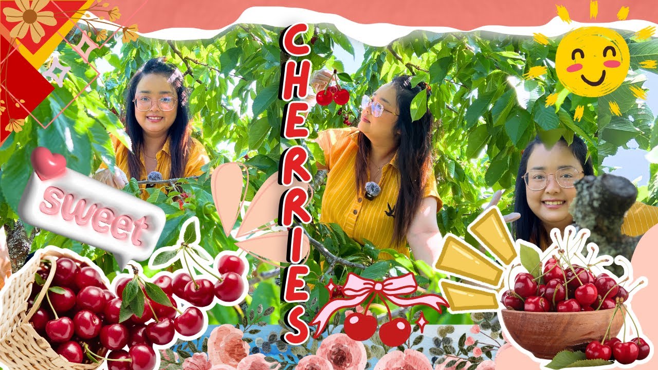 Pick Cherries | sour and sweet | so tasty🍒￼