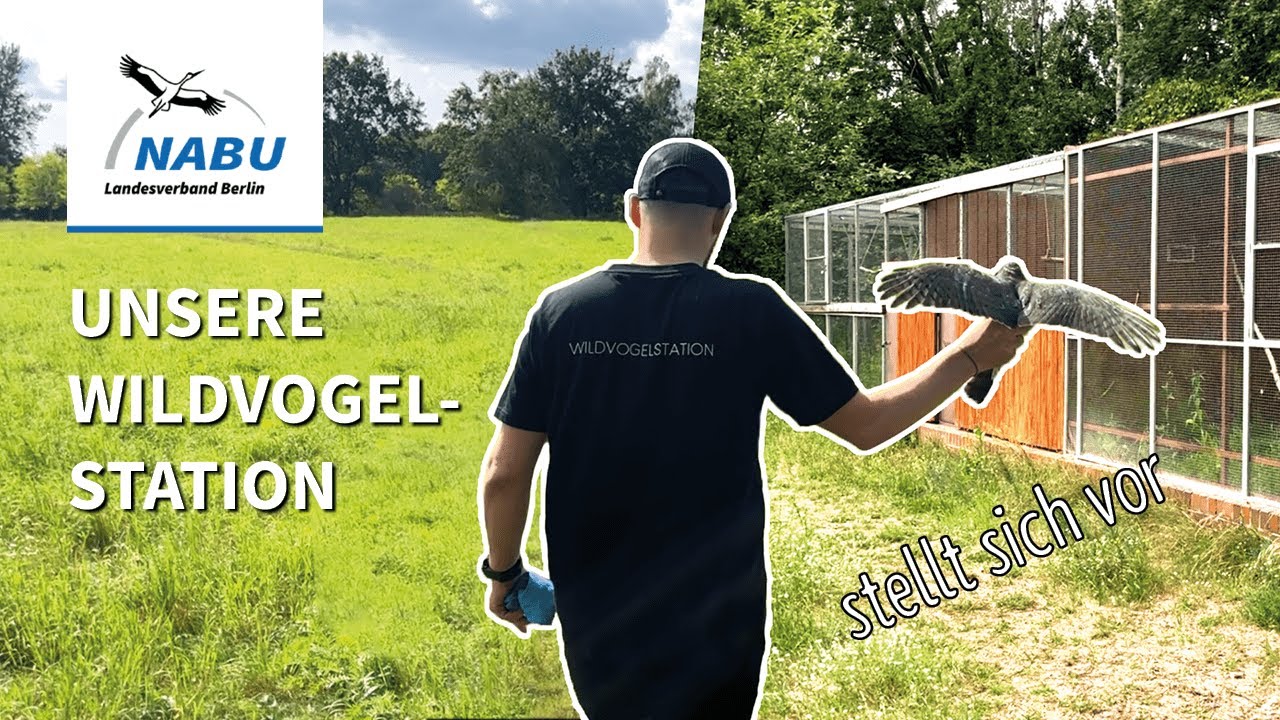 NABU Berlin | Die Wildvogelstation stellt sich vor