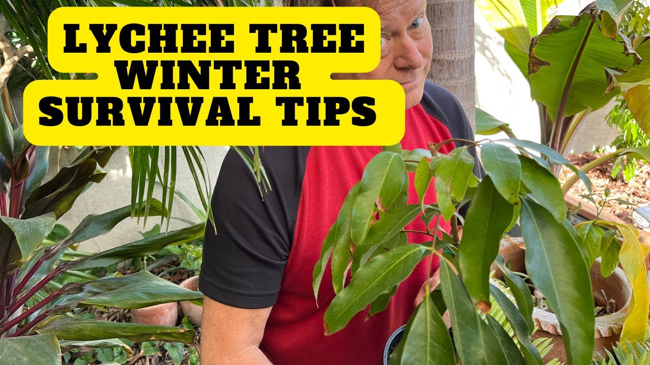 Winter Growing Tip for Lychee trees in Marginal Climates | Frost Protection in z9b