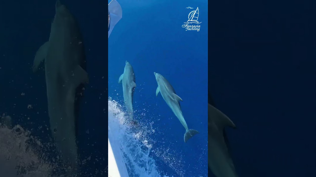 Dia Island Dolphin Fantasia Yachting Experience the magic of dolphins in the wild on our Dia Island