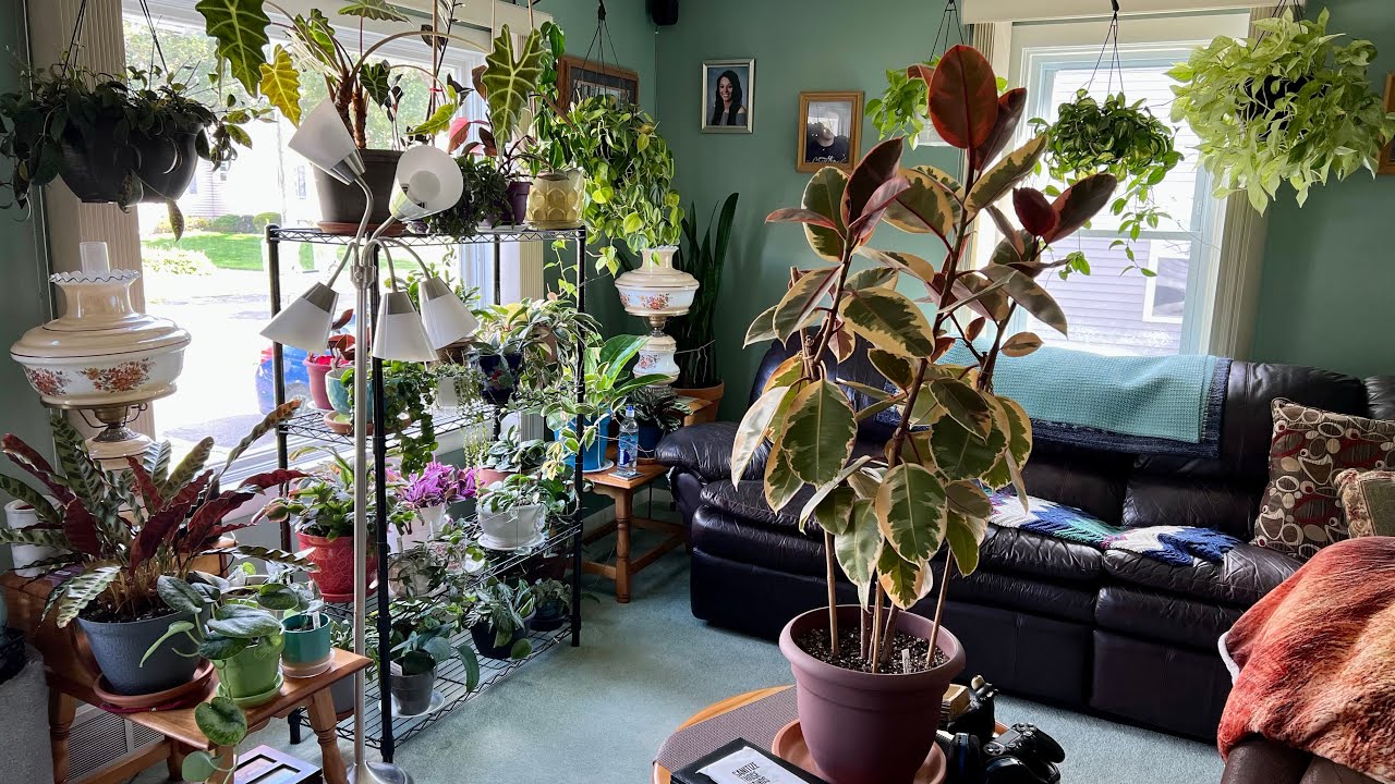 Living Room Houseplant Tour ~ Part 2 Fall 2022🍃