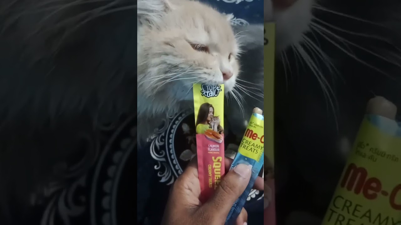 super cats 😍😍.. #newvibes #catsofinstagram #viralcats #trending