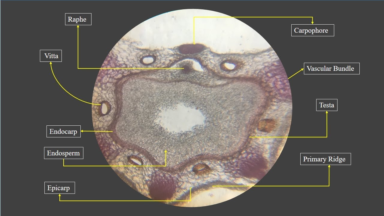How to Do Fennel Section Cutting and Microscopic Examination | Section Cutting of Fennel | ENGLISH