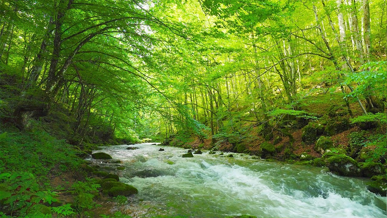 Healing Native American Flute & Nature Sounds | Deep Sleep, Stress Relief, Emotional Balance