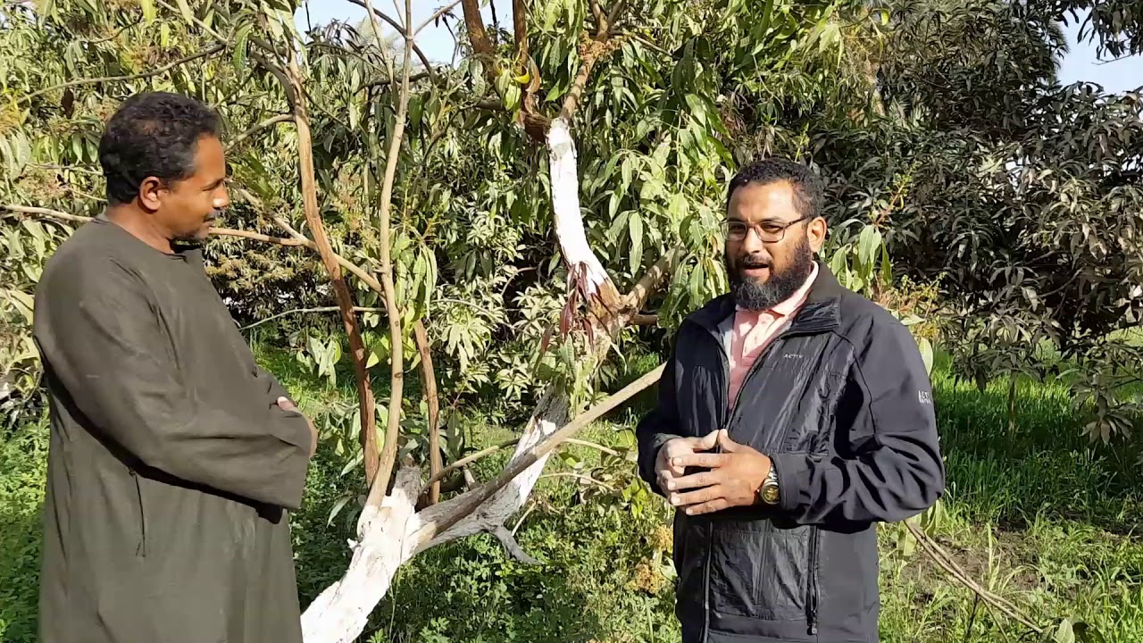 علاج التصمغ في المانجو والعينه بينه