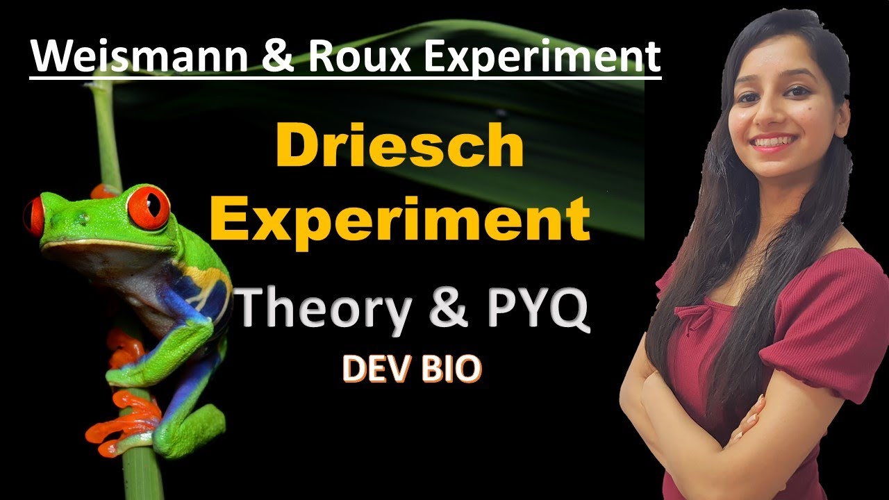 Driesch Experiment I Weismann & Roux Experiment I Theory & PYQ I Dev Bio I Autonomous & Conditional