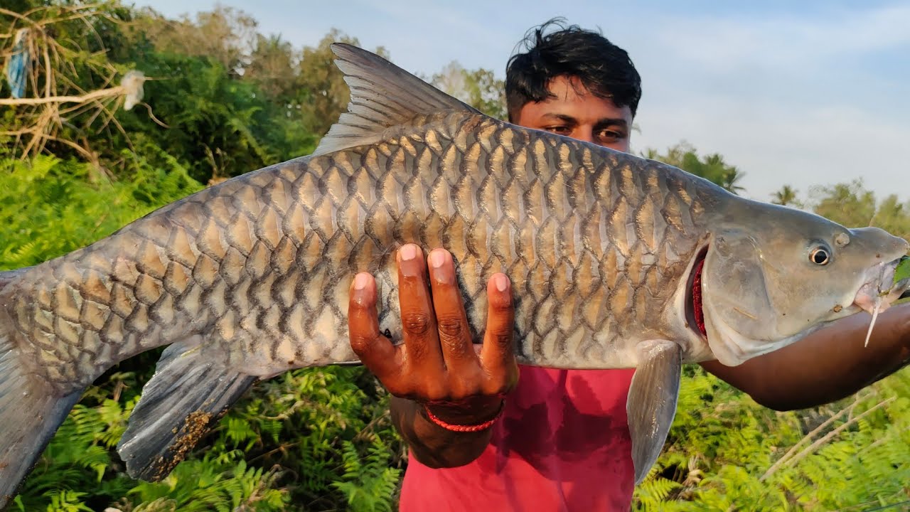 Fishing Mahseer in Indian Rivers | Insane Power 💥 | Bluefin Masheer 