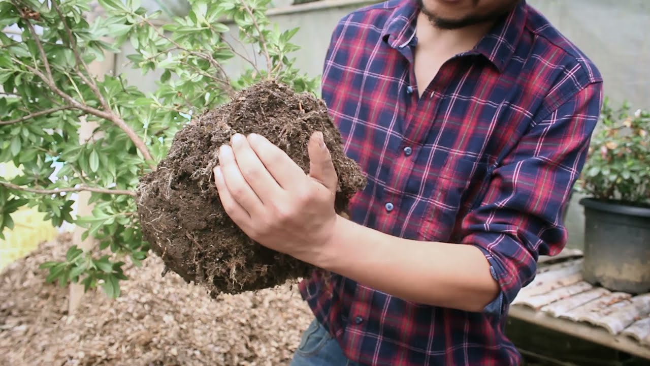 How to re-pot Azalea plants after bloom.