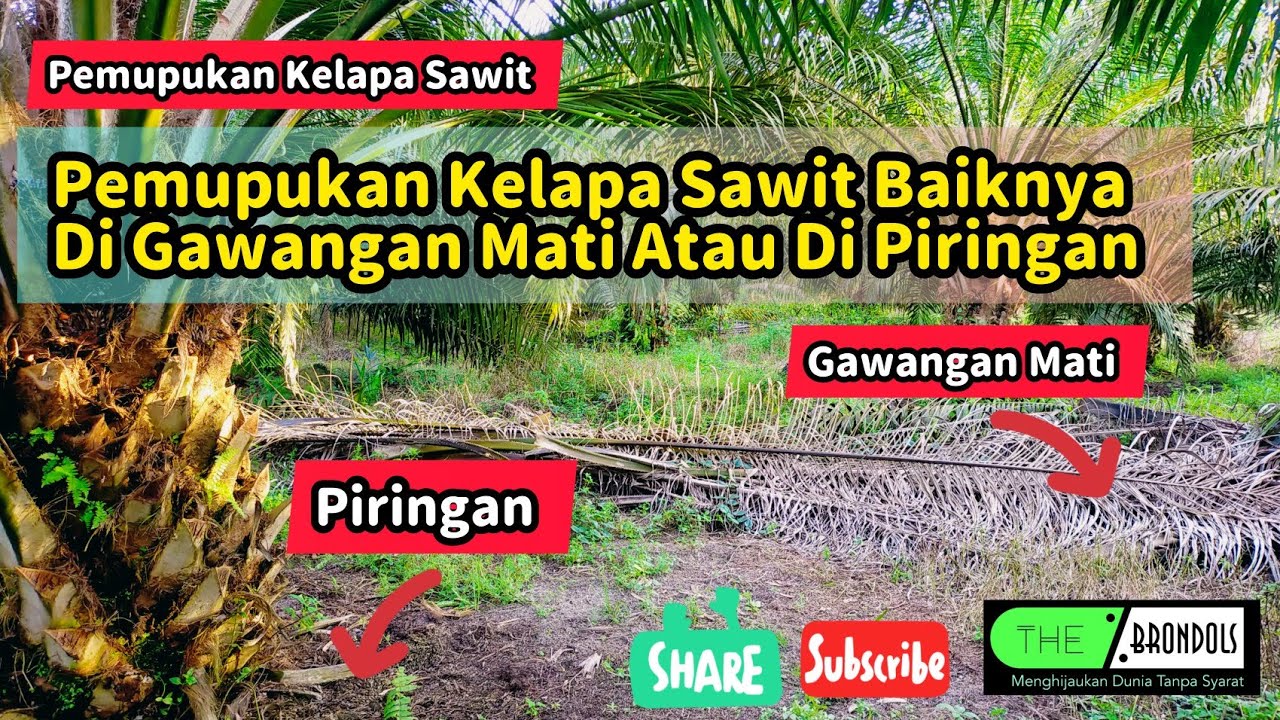 Pemupukan Kelapa Sawit Baiknya Di Gawangan Mati Atau Di Piringan