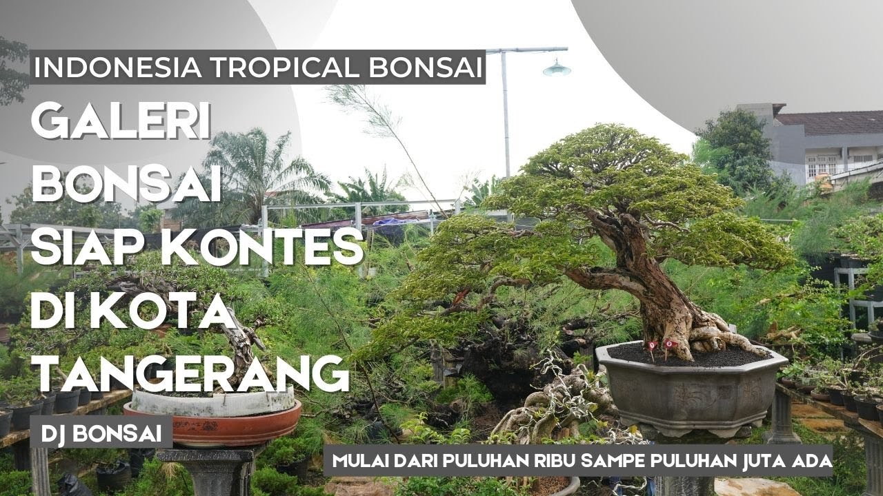 Galeri bonsai siap kontes di kota tangerang , DJ BONSAI