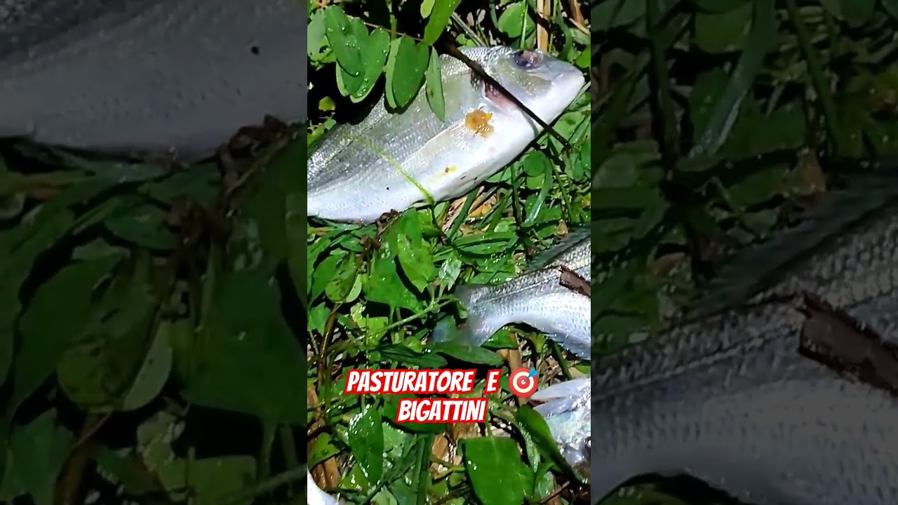 pasturatore e bigattini foce del Piave cortellazzo 🎯🇮🇹💥