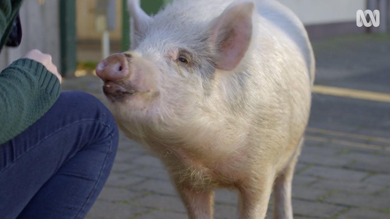 Rosehaven: Ned the Pig