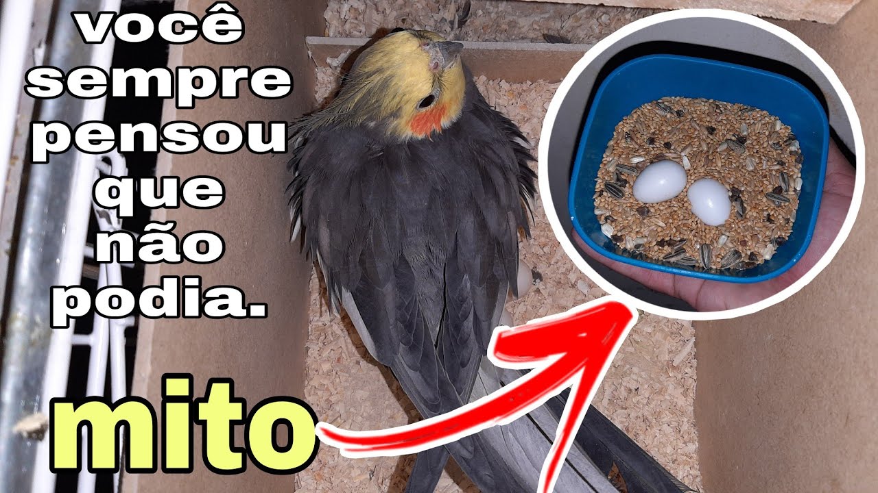 MITOS E VERDADE SOBRE MANEJO DE OVOS.