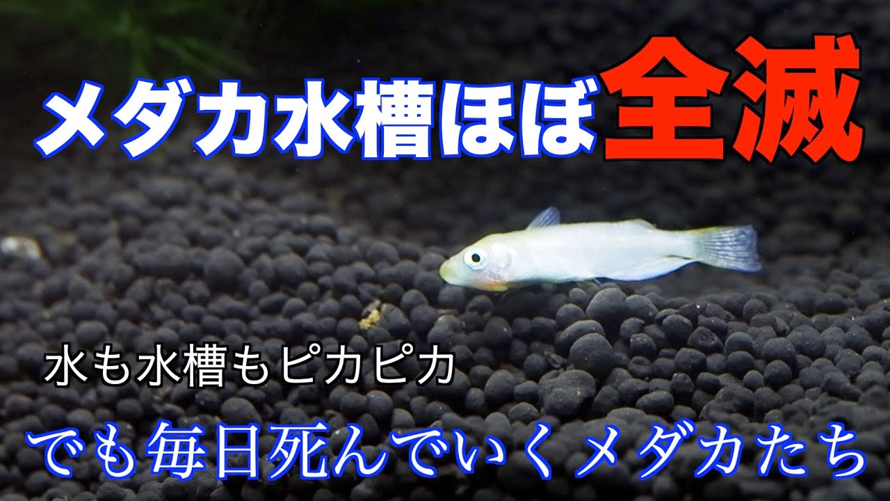 水も水槽もピカピカ！でも毎日落ちていくメダカたち。その原因は・・・