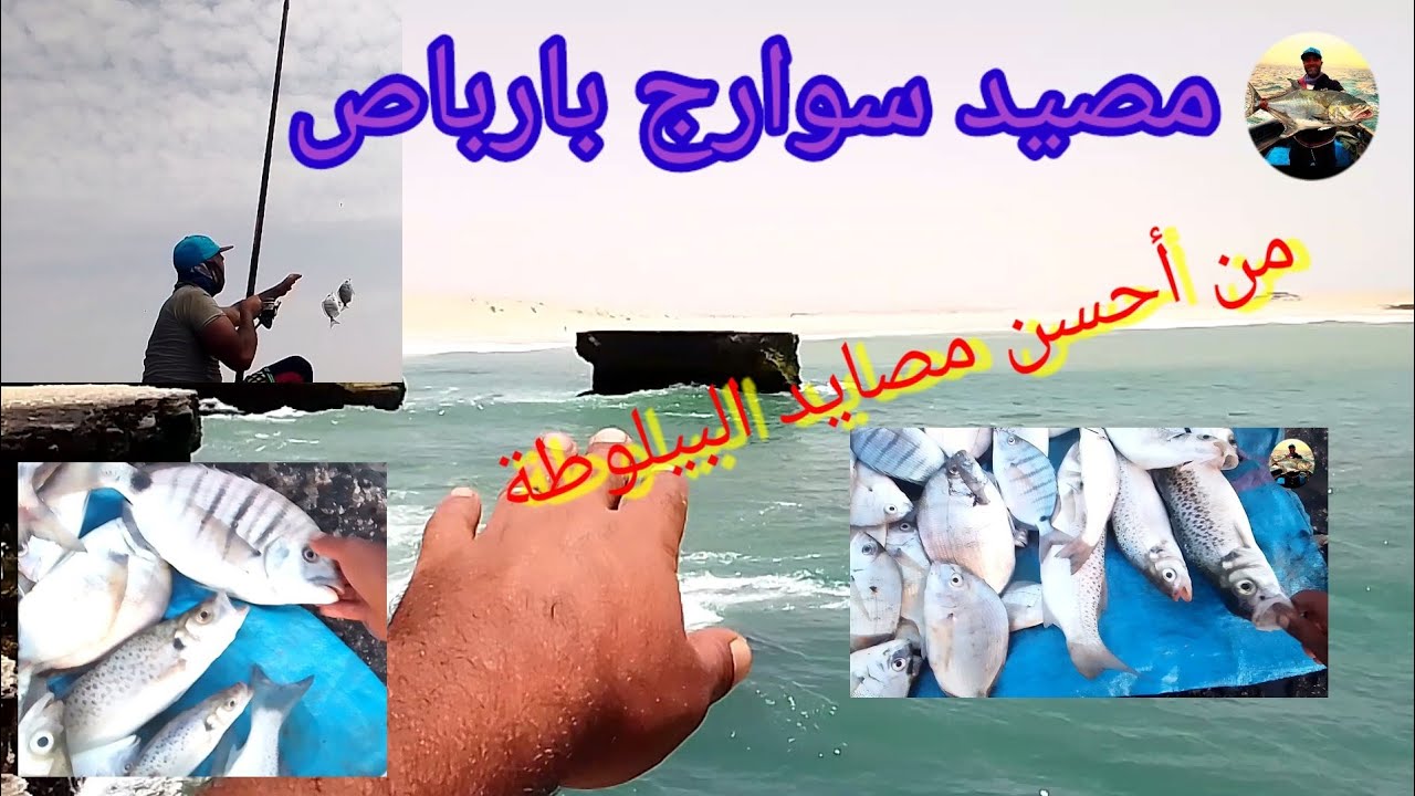 مصيد السوارج.أجي نتعرف على أقرب وأفضل ومن أحسن لمصايد في كاب بارباص لصيد بتقنية البيلوطة