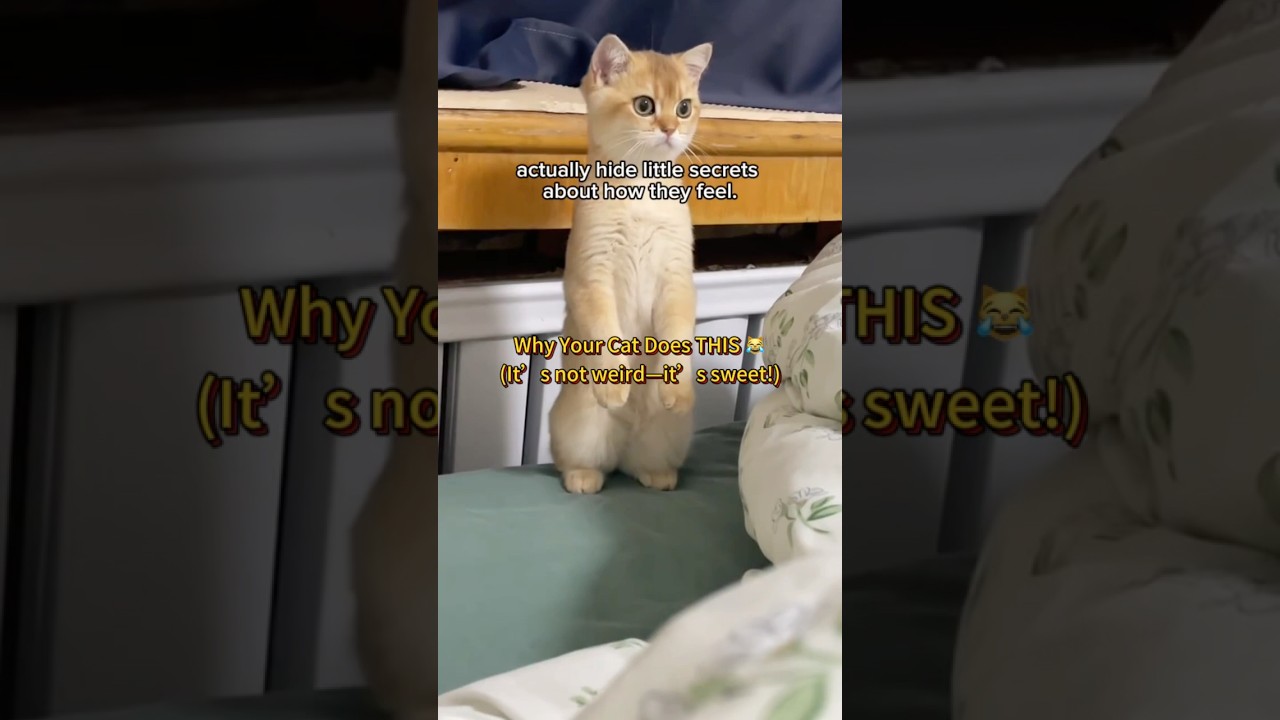 Your Cat’s “Weird” Habits Explained | Why They Knead Blankets, Avoid the Litter Box, and Love Boxes