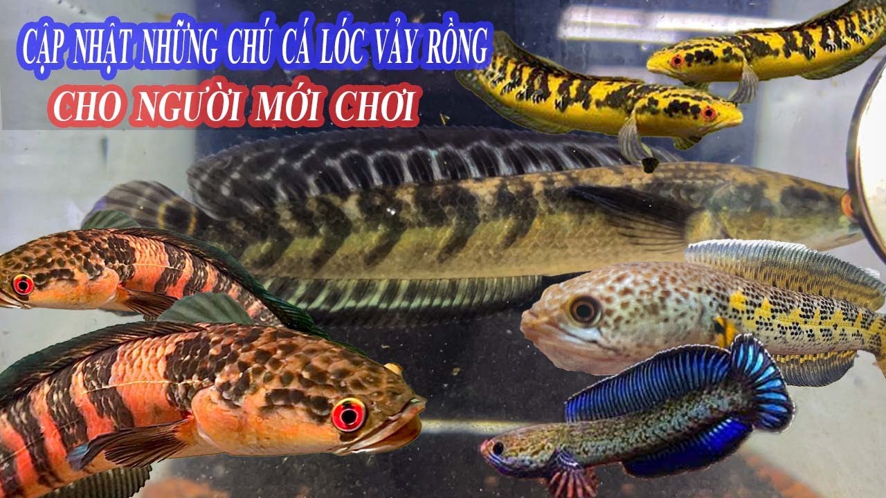 CẬP NHẬT BÁO GIÁ NHỮNG CHÚ CÁ LÓC VẢY RỒNG NHỎ CHO NGƯỜI MỚI TẬP CHƠI #chana #calocvayrong