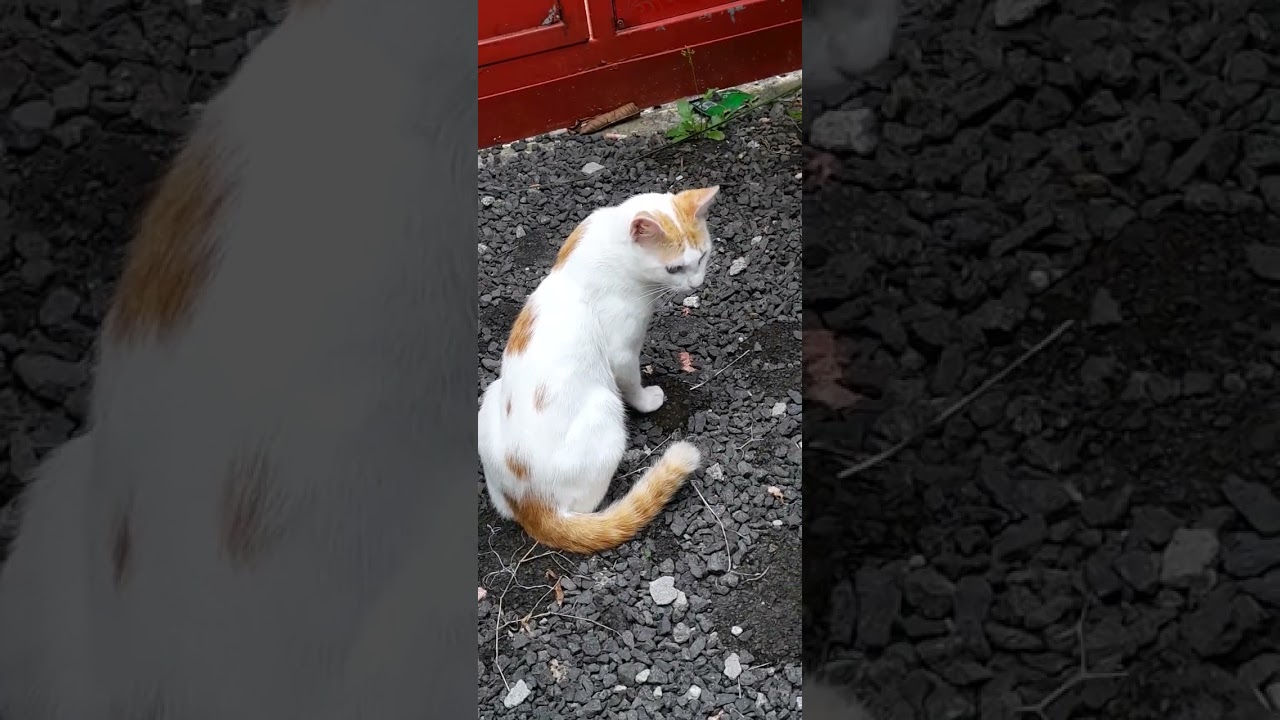 # my lovely #Cats is the video please like 🐈 🐱 #