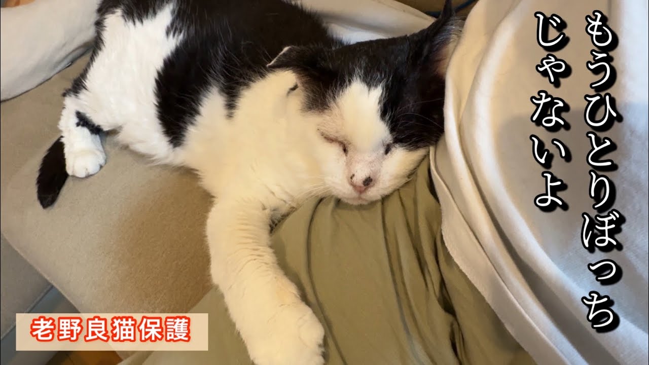 【老野良猫緊急保護】もうひとりぼっちじゃないよ！家族になろうと努力する野良猫が取った行動に涙…