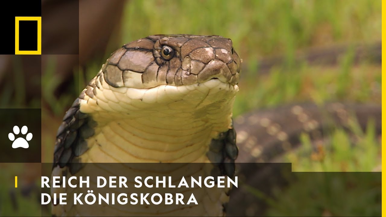 REICH DER SCHLANGEN - Die K&ouml;nigskobra | National Geographic