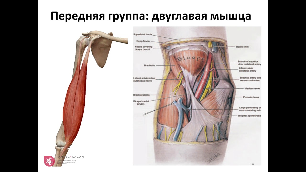 УЗИ локтевого сустава