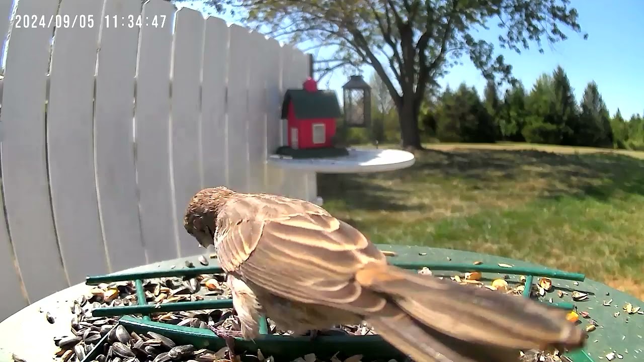 Birds.                 #UnBrokenFoundation #HealingPTSD #WatchingNature #Healingthroughnature 191