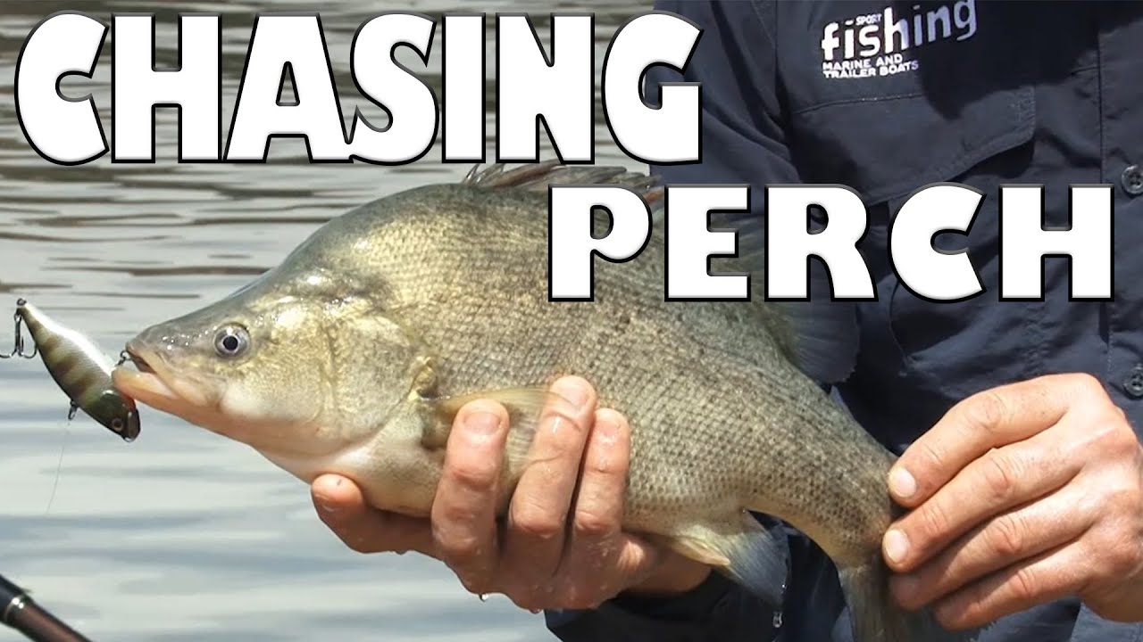 Chasing Golden Perch at Eildon