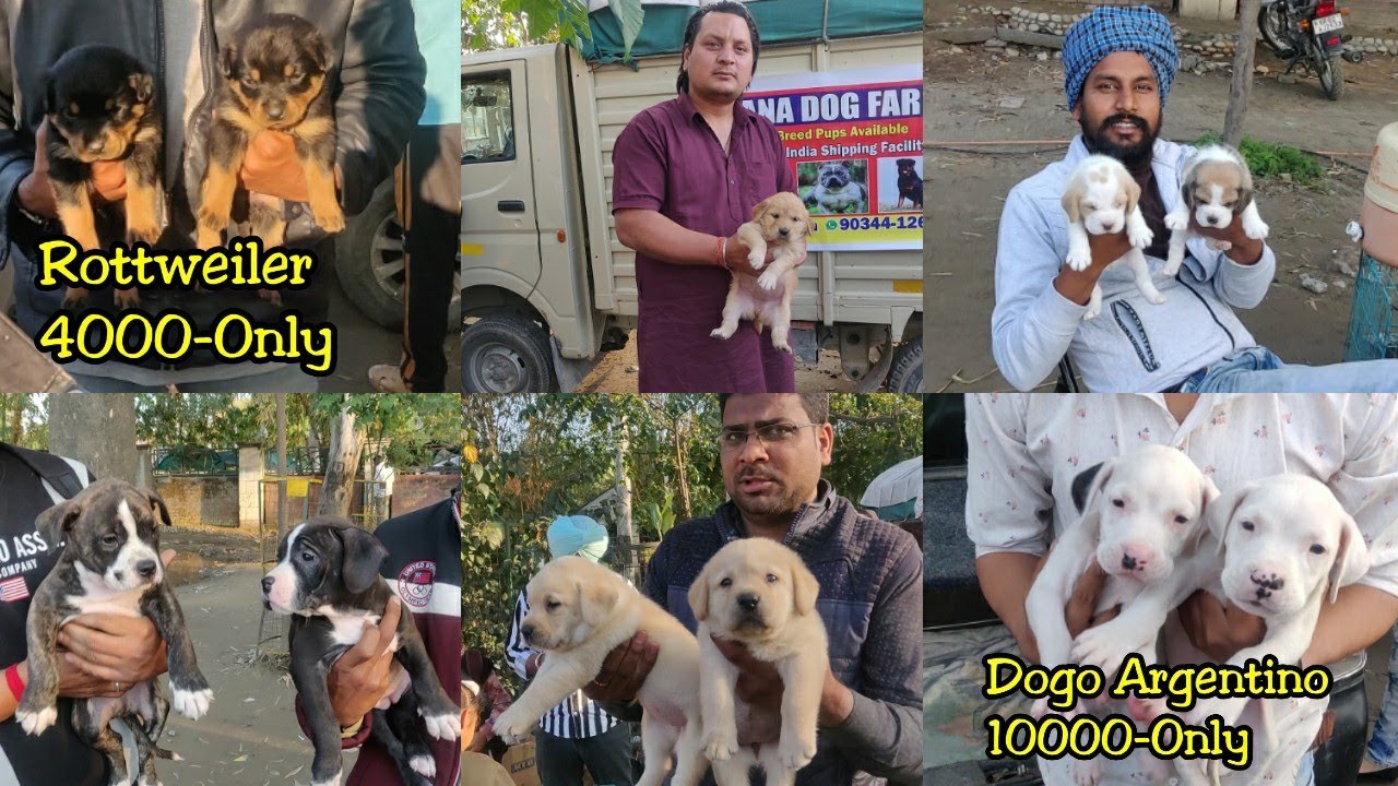 Cheapest Dog Market Outside Dog Show | Yamuna Nagar Dog Show 2020